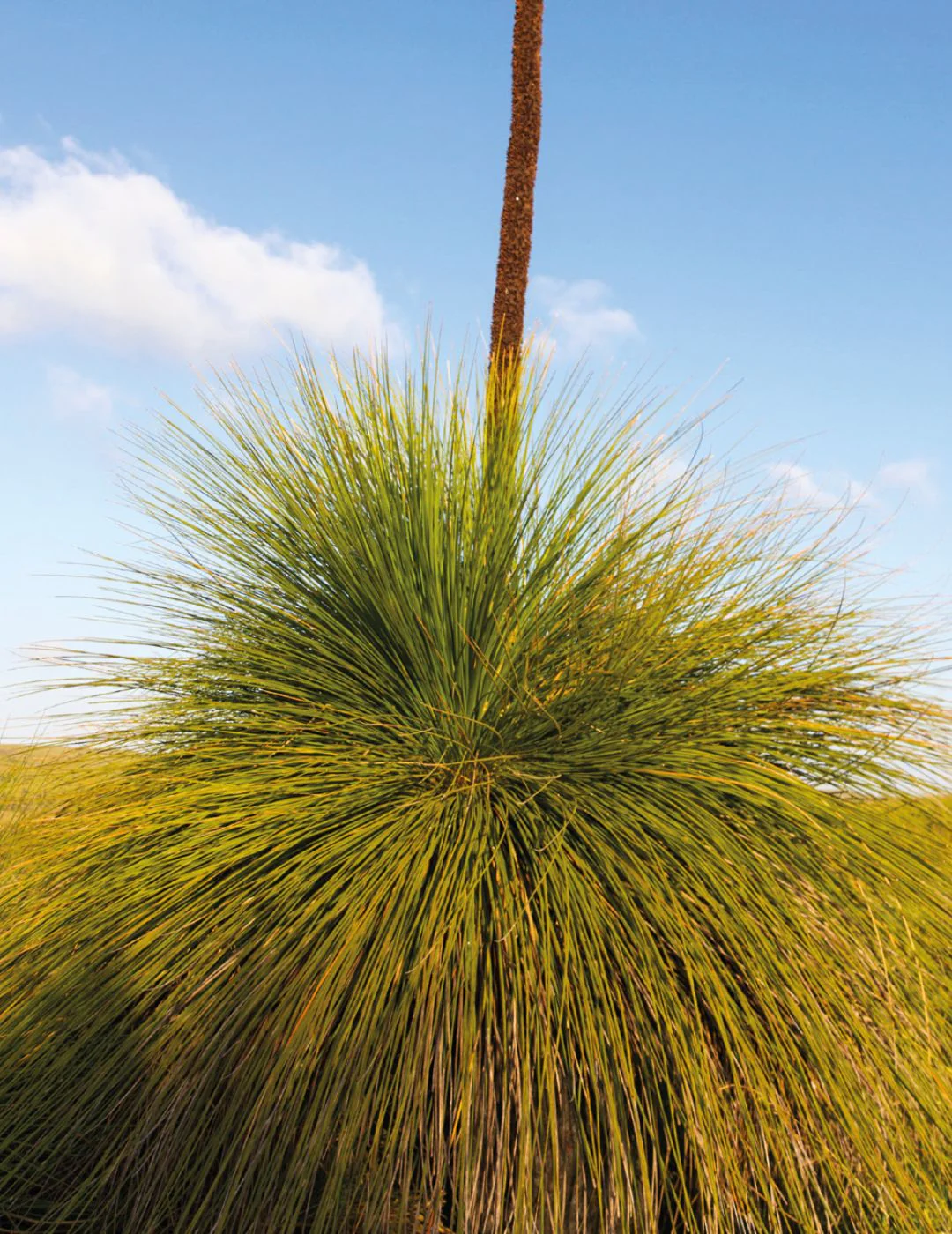Australian Native Seeds